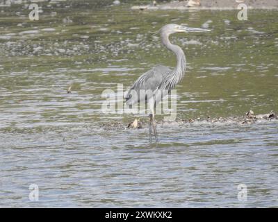 Reiher (Ardea sumatrana) Aves Stockfoto