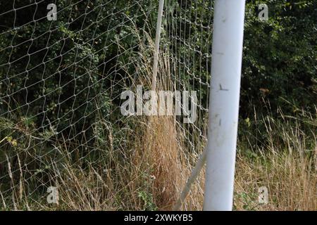 Überwachsene Fußballtorpfosten hohes Gras vernachlässigt zerrissene Netze Stockfoto