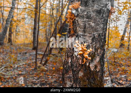 Armillaria mellea auf Birke im Herbstwald. Stockfoto