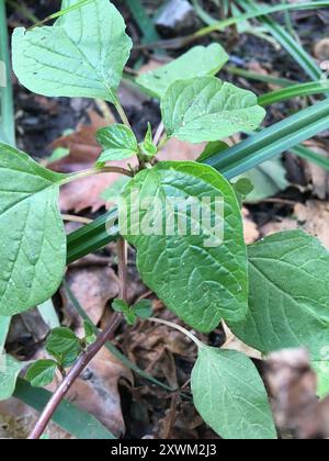 Purple Amaranth (Amaranthus blitum) Plantae Stockfoto