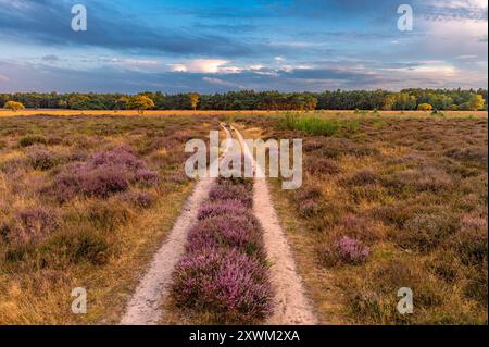 Wanderweg und blühende Heidefelder im niederländischen Naturschutzgebiet Bussumerheide bei Sonnenuntergang Stockfoto