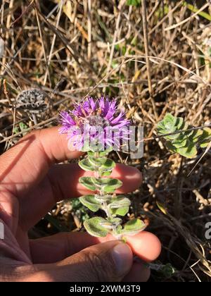 San Francisco Coyote Minze (Monardella villosa franciscana) Plantae Stockfoto