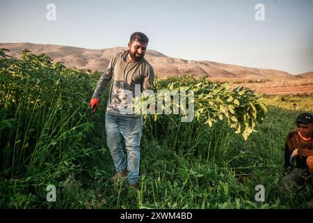 Die Palästinenser pflücken die Früchte der Molokhia-Pflanze in der Stadt Nasariya, nahe der Stadt Nablus im nördlichen Westjordanland. Molokhia (lateinisch: Corchorus olitorius) ist eine Gattung blühender Pflanzen, die 40 bis 100 Arten umfasst. Die Stiele variieren in der Länge und sind durch kleine gelbe Blüten gekennzeichnet, die eine Reihe von Samen produzieren. Molokhia war ein Gericht, das die Pharaonen des alten Ägyptens gegessen haben, bis es in der Öffentlichkeit berühmt wurde und zu einem der authentischen ägyptischen Gerichte wurde. Danach verbreitete er sich in einigen arabischen Ländern, wo seine Blätter angebaut und für die Zubereitung des Gerichts verwendet wurden. Stockfoto