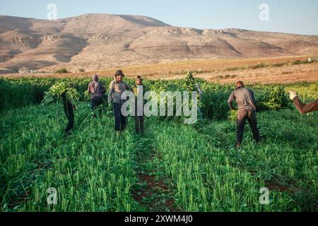 Die Palästinenser pflücken die Früchte der Molokhia-Pflanze in der Stadt Nasariya, nahe der Stadt Nablus im nördlichen Westjordanland. Molokhia (lateinisch: Corchorus olitorius) ist eine Gattung blühender Pflanzen, die 40 bis 100 Arten umfasst. Die Stiele variieren in der Länge und sind durch kleine gelbe Blüten gekennzeichnet, die eine Reihe von Samen produzieren. Molokhia war ein Gericht, das die Pharaonen des alten Ägyptens gegessen haben, bis es in der Öffentlichkeit berühmt wurde und zu einem der authentischen ägyptischen Gerichte wurde. Danach verbreitete er sich in einigen arabischen Ländern, wo seine Blätter angebaut und für die Zubereitung des Gerichts verwendet wurden. Stockfoto