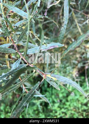 Innen Sandbalkenweide (Salix Interior) Plantae Stockfoto