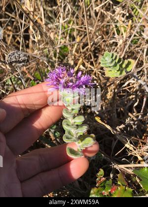 San Francisco Coyote Minze (Monardella villosa franciscana) Plantae Stockfoto