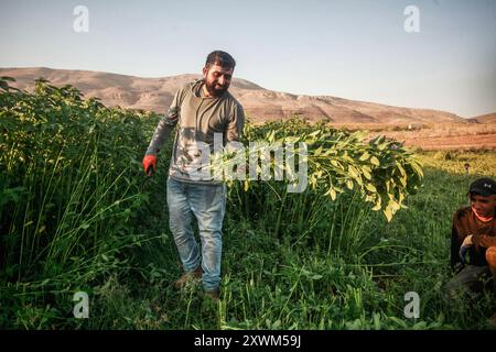 Die Palästinenser pflücken die Früchte der Molokhia-Pflanze in der Stadt Nasariya, nahe der Stadt Nablus im nördlichen Westjordanland. Molokhia (lateinisch: Corchorus olitorius) ist eine Gattung blühender Pflanzen, die 40 bis 100 Arten umfasst. Die Stiele variieren in der Länge und sind durch kleine gelbe Blüten gekennzeichnet, die eine Reihe von Samen produzieren. Molokhia war ein Gericht, das die Pharaonen des alten Ägyptens gegessen haben, bis es in der Öffentlichkeit berühmt wurde und zu einem der authentischen ägyptischen Gerichte wurde. Danach verbreitete er sich in einigen arabischen Ländern, wo seine Blätter angebaut und für die Zubereitung des Gerichts verwendet wurden. (Foto von Nasser Stockfoto