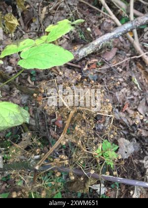 Amerikanische Spikenard (Aralia racemosa) Plantae Stockfoto