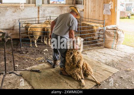 Shearer auf der Vankleek Hill Fair Stockfoto