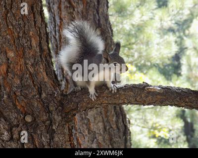 Aberts Eichhörnchen (Sciurus aberti) Mammalia Stockfoto