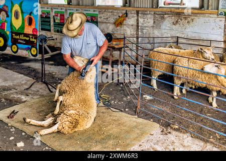 Shearer auf der Vankleek Hill Fair Stockfoto