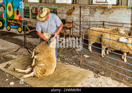 Shearer auf der Vankleek Hill Fair Stockfoto