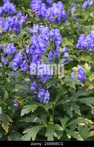 Azure Monkshood (Aconitum carmichaelii) Plantae Stockfoto