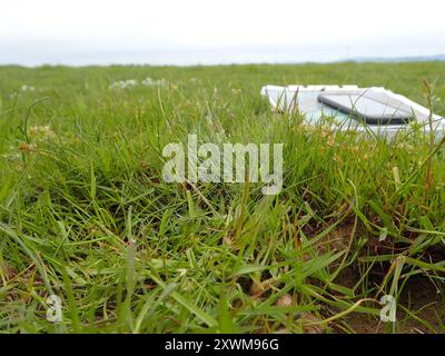 Zwergenrausch (Juncus capitatus) Plantae Stockfoto