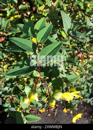 Tall Tutsan (Hypericum x inodorum) Plantae Stockfoto