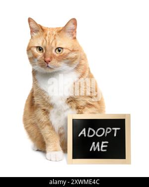 Süße Ingwerkatze in der Nähe der Tafel mit Phrase Adoption me auf weißem Hintergrund. Haustier-Adoption Stockfoto