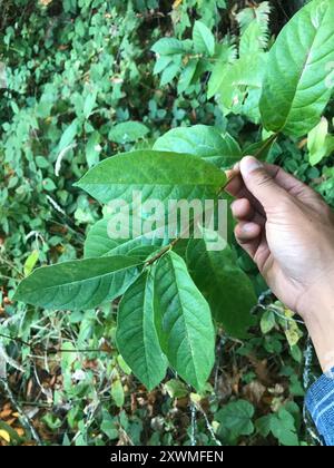 Kalifornische Süßstrauch (Calycanthus occidentalis) Plantae Stockfoto