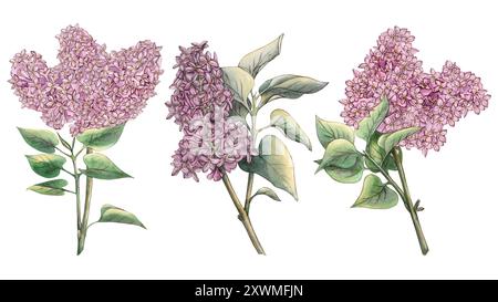 Eine Reihe von Zweigen in Aquarellfarben mit violetten Blüten und Blättern, die auf weißem Hintergrund hervorgehoben sind. Botanische Aquarellillustration. Vorlage für p Stockfoto