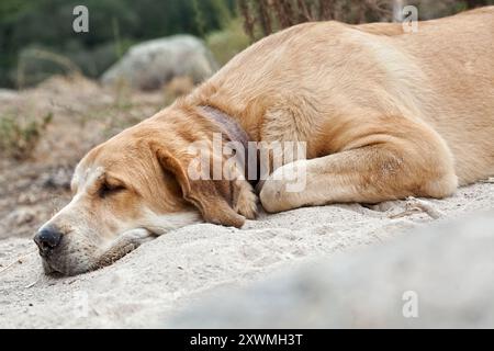 Spanisches Mastiff Welpe ruht, Tarragona, Spanien. Stockfoto