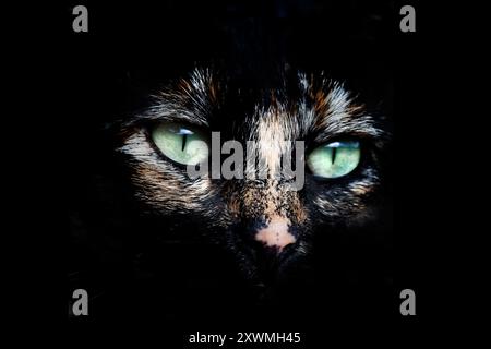 Weibliche Tabbykatze mit braunen und weißen Markierungen. Stockfoto