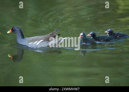 Moorhen-Küken, Gallinula chloropus und ausgewachsener Vogel UK Stockfoto