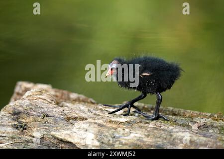 Teichhuhn-Küken, Gallinula Chloropus, UK Stockfoto