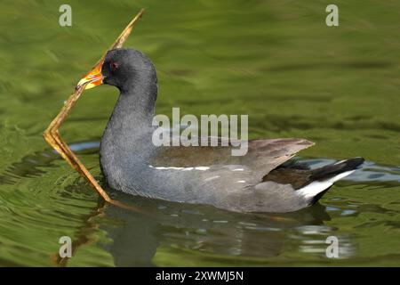 Moorhen Gallinula Chloropus in Schilf mit Reflexion Stockfoto