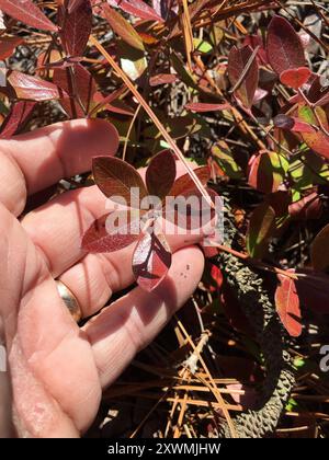 Zwerghuckleberry (Gaylussacia dumosa) Plantae Stockfoto