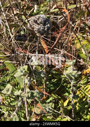 San Francisco Coyote Minze (Monardella villosa franciscana) Plantae Stockfoto