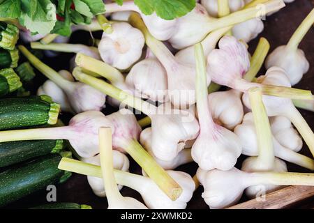 Detailansicht aus nächster Nähe Haufen Sie viele frische junge grüne weiße Knoblauchzwiebeln des lokalen Bauern, Straßenmarkt Einzelhandelstheke an sonnigen Tagen. Lokale Bio-Produkte Stockfoto