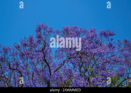 Farbenfroher Jacaranda-Baum wunderschöne lila Blumen mit blauem Himmel Stockfoto