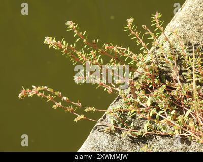 Fleckenspurge (Euphorbia maculata) Plantae Stockfoto