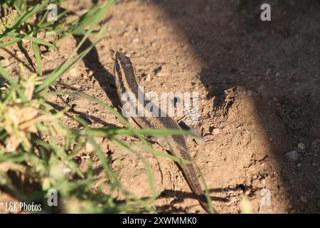 Kalahari Tree Skink (Trachylepis spilogaster) Reptilia Stockfoto