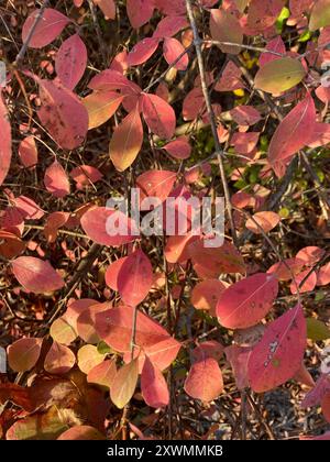 Blackhaw (Viburnum prunifolium) Plantae Stockfoto