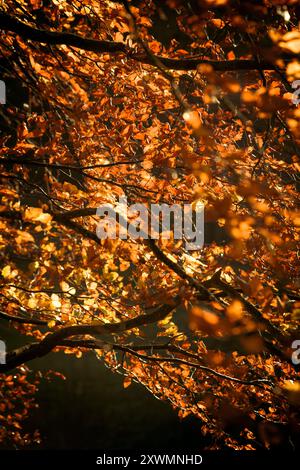 Blätter auf einem Buchenbaum leuchten orange und goldfarben, während Sie von der Wintersonne beleuchtet werden. Stockfoto