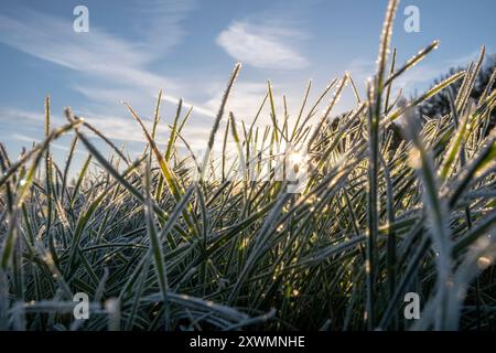 Sonnenaufgang am frühen Morgen über Feldern und Pfad mit grasbedecktem Frost. Stockfoto