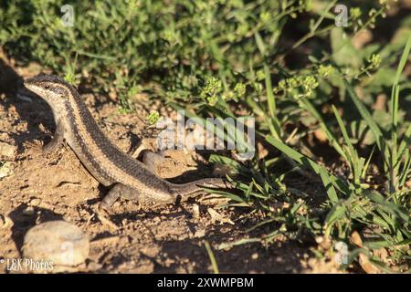 Kalahari Tree Skink (Trachylepis spilogaster) Reptilia Stockfoto