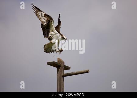 Osprey landet auf einem Barsch über einem Plattformnest mit Nistmaterial in den Krallen. Stockfoto