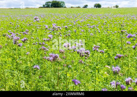 Phacelia tanacetifolia Benth. Er wächst auf einem Feld in der Nähe des Dorfes Duntisbourne Abbots in Cotswold, Gloucestershire, England, Großbritannien, das als Bodenverbesserung genutzt wird Stockfoto