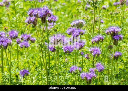 Phacelia tanacetifolia Benth. Er wächst auf einem Feld in der Nähe des Dorfes Duntisbourne Abbots in Cotswold, Gloucestershire, England, Großbritannien, das als Bodenverbesserung genutzt wird Stockfoto