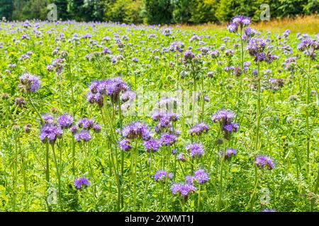 Phacelia tanacetifolia Benth. Er wächst auf einem Feld in der Nähe des Dorfes Duntisbourne Abbots in Cotswold, Gloucestershire, England, Großbritannien, das als Bodenverbesserung genutzt wird Stockfoto