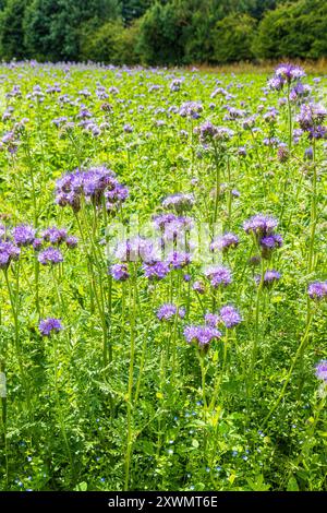 Phacelia tanacetifolia Benth. Er wächst auf einem Feld in der Nähe des Dorfes Duntisbourne Abbots in Cotswold, Gloucestershire, England, Großbritannien, das als Bodenverbesserung genutzt wird Stockfoto