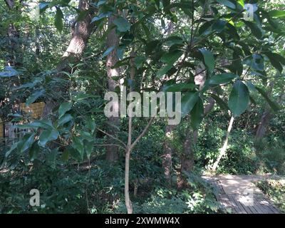 Japanische Steineiche (Lithocarpus edulis) Plantae Stockfoto