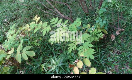 (Aralia kordata) Plantae Stockfoto