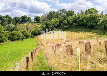 Bäume, die durch Baumwächter geschützt sind, bei einem Baumpflanzprogramm in der Nähe des Dorfes Cotswold in Middle Duntisbourne, Gloucestershire, England, Großbritannien Stockfoto