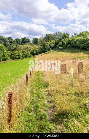 Bäume, die durch Baumwächter geschützt sind, bei einem Baumpflanzprogramm in der Nähe des Dorfes Cotswold in Middle Duntisbourne, Gloucestershire, England, Großbritannien Stockfoto