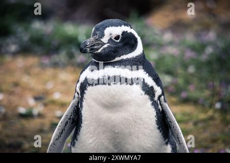 Die Magellanpinguine im Naturschutzgebiet auf der Insel Magdalena, Chile Stockfoto