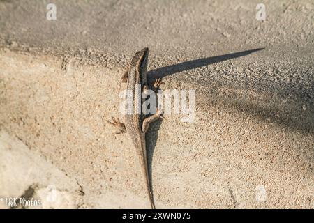 Kalahari Tree Skink (Trachylepis spilogaster) Reptilia Stockfoto