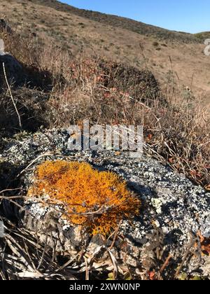 Goldene Haarflechte (Teloschistes flavicans) Pilze Stockfoto