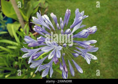 Afrikanische Blaulilie Agapanthus africanus blüht vor einem Gartenhintergrund Stockfoto